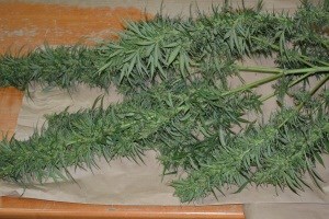 Slika 2016/Marihuana 07102016/Marihuna MS.JPG